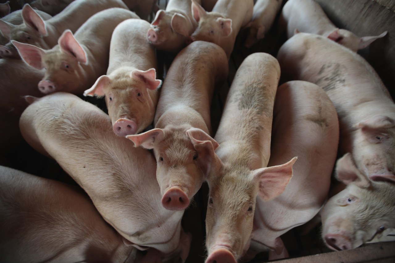 Pork processor Smithfield Foods closes Missouri farms