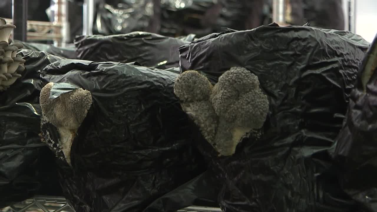 Kansas City urban mushroom farm sees business growing